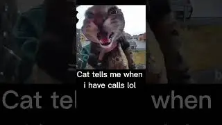 When i Have Calls, Cat tells me lol