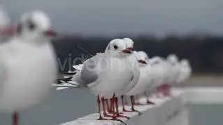 Seagulls Sitting in a Row and One Seagull Flying Off in Slow Motion