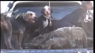 TUĞRA POSTASI MANİSA YENİCE DOMUZ AVI 2020(TURKEY WİLD BOAR HUNT)