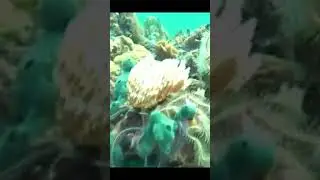 Diving in Bocas del Toro. Panama.