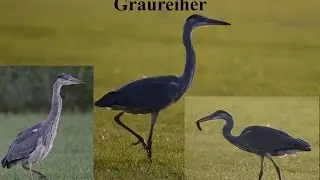 Graureiher (Ardea cinerea) jagd