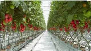 HYDROPONIC TOMATOES || how to grow hydroponic tomatoes