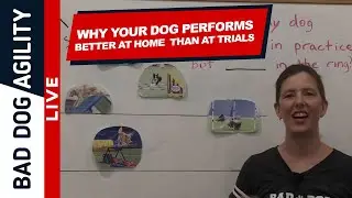 Chalk Talk: Why Your Dog Performs Better at Home Than at Trials