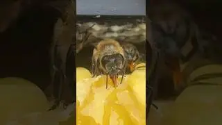 Up Close with a Bee Tongue