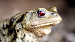 Rospo (Bufo bufo) reduce dal traffico stradale