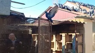 Николаевские голуби Крым.Вова Керченский.