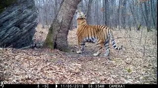 Amur tiger catched by Browning Recon Force 4K 32Mp camera trap lenses