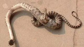 10 Most Shocking Animal Mutations