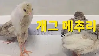 개그 메추리