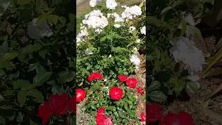Розы на улице 