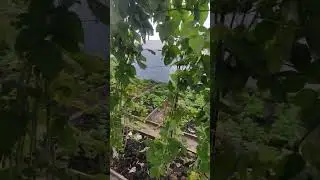 Обрезали МАЛИНУ 🌿💯❤️...