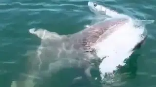 Shark gets eaten by a LARGER shark 🤯🦈