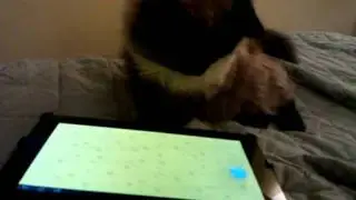Pooka likes my tablet.