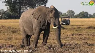 Elephant, Shinde Camp, Botswana