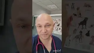 У собаки в пасти застряла палка на 3 месяца @zoovetdoctor