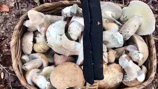 boletus reticulados grandes setales. ceps ,porcini,