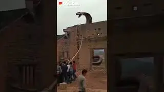 Most Dangerous Snake