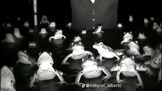 Toilet Fight хеловінська версія🎃