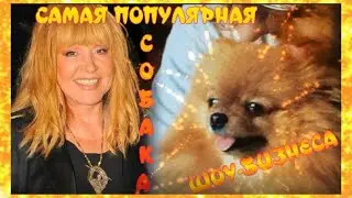✨Всё об Аллусиной Марусе✨Самая Популярная Собака шоубизнеса✨Шпиц Аллы Пугачевой стал хитом Instagram