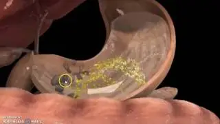 Digestion - Part 1 (from mouth to stomach)