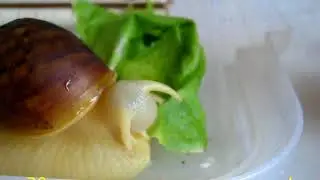 Измеряем скорость улитки.