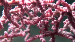 Ambon Bay Indonesia Maluku Islands Pygmy Seahorse HD