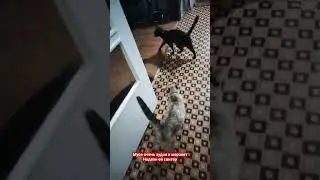 Мусю подобрали на улице. И сейчас она выглядит в разы лучше, чем мы ее нашли 
