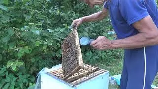 Когда кормить пчёл