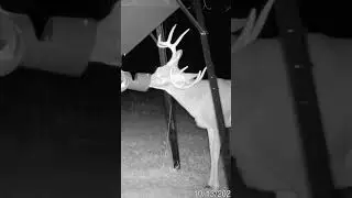Trail Camera Action! #New #shorts #shortsclip #youtube #youtubeshorts #deer #deerhunting