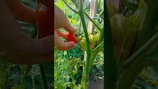 Panen pertama tomat mawar dan stroberi di kebun miniku #minivlog #harvest #gardening #minigarden