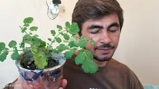Kırlangıç otu göz hastalıkları şifa deposu