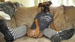 Funny videos.Dog hunting laser