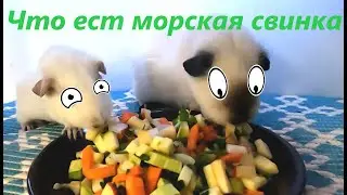 Что ест морская свинка