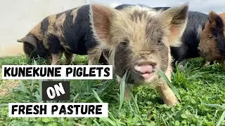 Keeping new Kunekune piglets healthy