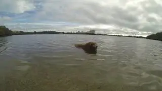 Shelby Swimming