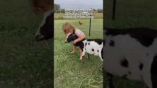 It entertains the kids endlessly. #goats #homestead #farm #farmkids #goats