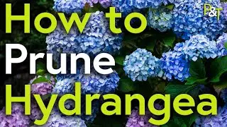 How to Prune Hydrangea (A Martin Masterclass!) - Pots & Trowels