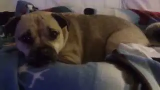 Funniest Jug Dog Ever - Waggy Tail!