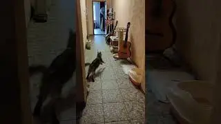 На Эстельку напал игрун)