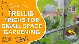 Trellis Tricks for Your Small Space Garden