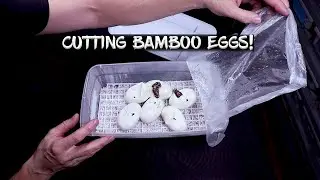 Cutting Bamboo Eggs!