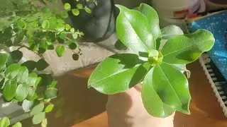 Открытие сезона посылок 📦🌿 Растения на балконе.