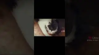 #Животные #LIKEEPet #Питомец #SlowMo #Cat #Katzen #SOKAKTAMAMAVAR #shortvideo #youtubevideo #wow