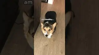 7 Reasons Why My Corgi is a Cat 