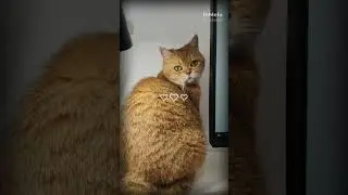 Видео клип ❤️😻