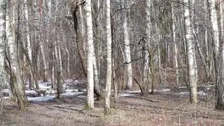 Водопад и  пение  птиц  в  парке