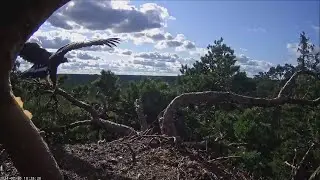 Diana's nest tree visit 30.07.2024