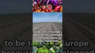 Tomato Tales: From Poisonous Perceptions to Nutrient Powerhouse
