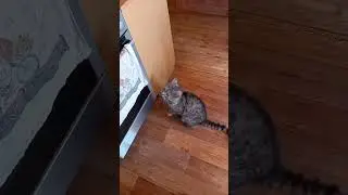 Наш серый Симба гуляка