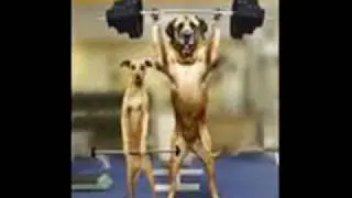 loldogs